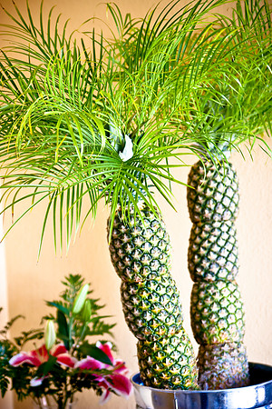 The Preparations (26 of 119)